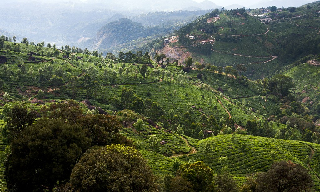 FieldsOverview Brooklyn Beverages